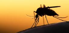  GENETICALLY MODIFIED MOSQUITOES REDUCE DENGUE RISK
