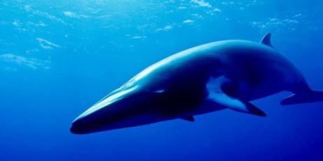  USING THE BOWHEAD WHALE TO DELAY AGEING
