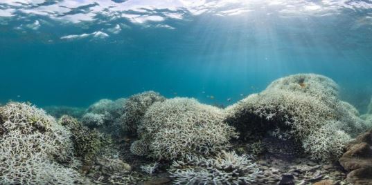  HALF THE GREAT BARRIER REEF ALREADY DEAD OR DYING DUE TO BLEACHING