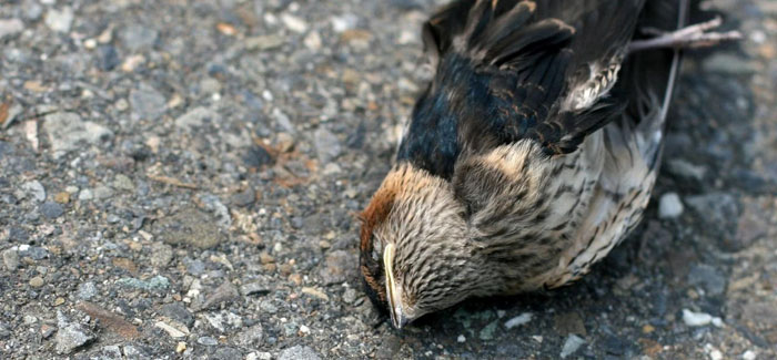 The suicidal birds of Jatinga