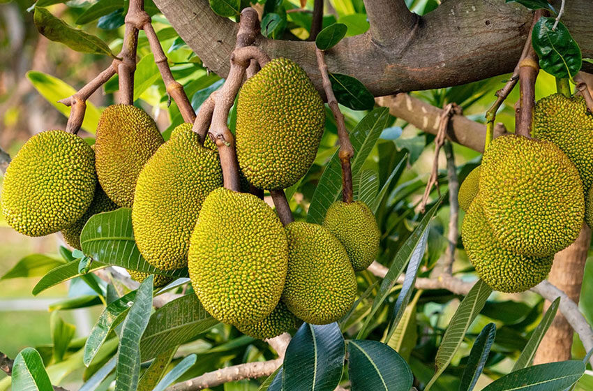  Bringing the sub-continent’s jackfruit down under