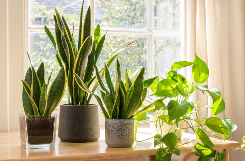  The Indoor Plants You Need