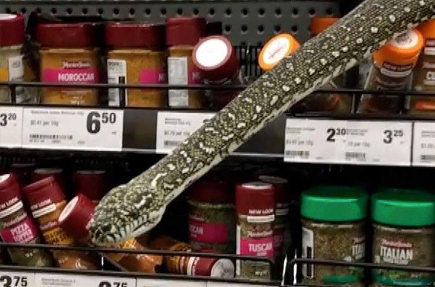  A Snake Slides through the Woolies Spice Shelf, Shocks Sydney Shoppers