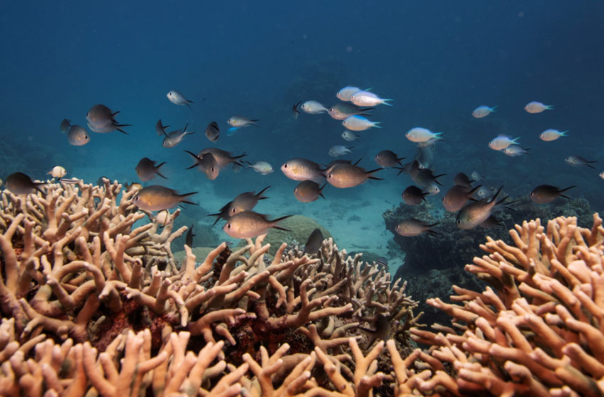  SAVING THE GREAT BARRIER REEF: A THREE-POINT PLAN