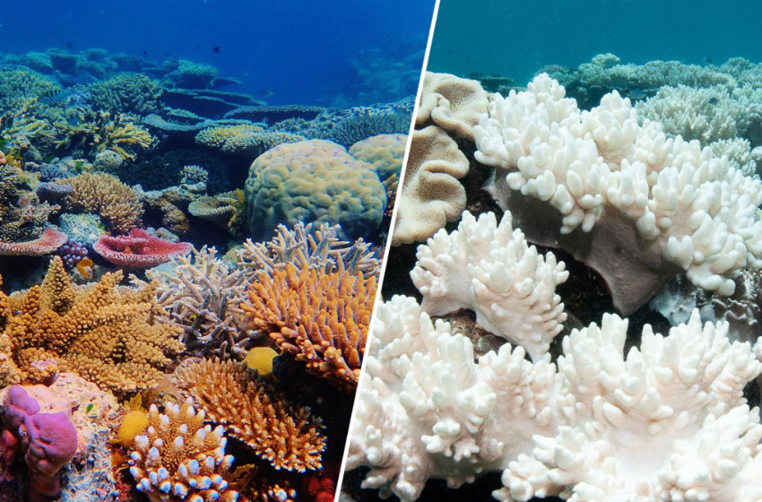  Unprecedented Coral Bleaching Strikes the Great Barrier Reef Again